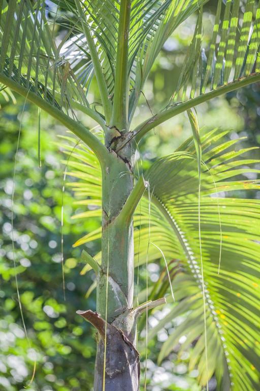 Cape Tribulation Holiday House Bagian luar foto